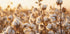 Baumwollblumen bei Sonnenuntergang Poster - Posterbox.dk