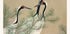 Kraniche von Kamisaka Sekka Poster - Posterbox.dk
