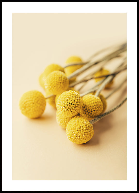 Craspedia Globosa Blumen Poster - Posterbox.dk