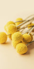 Craspedia Globosa Blumen Poster - Posterbox.dk