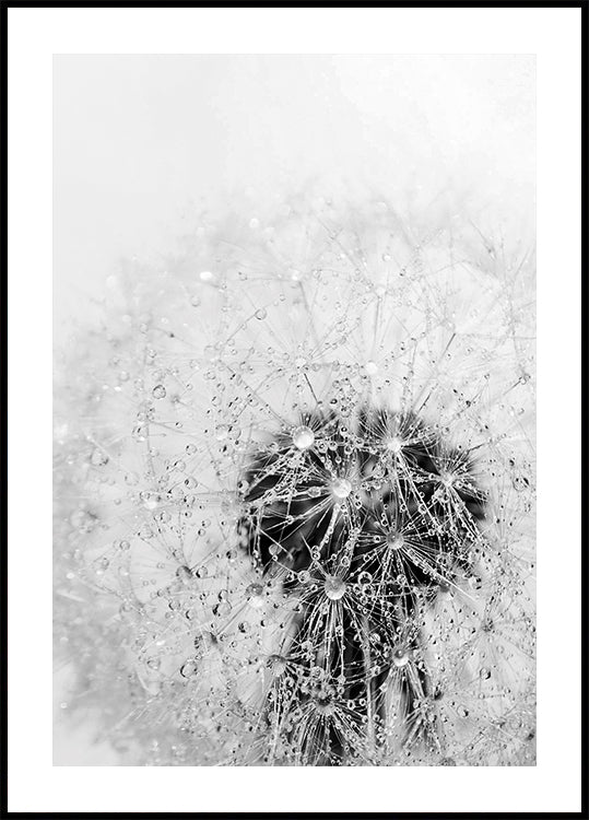 Löwenzahnblume mit Tau-Poster - Posterbox.dk