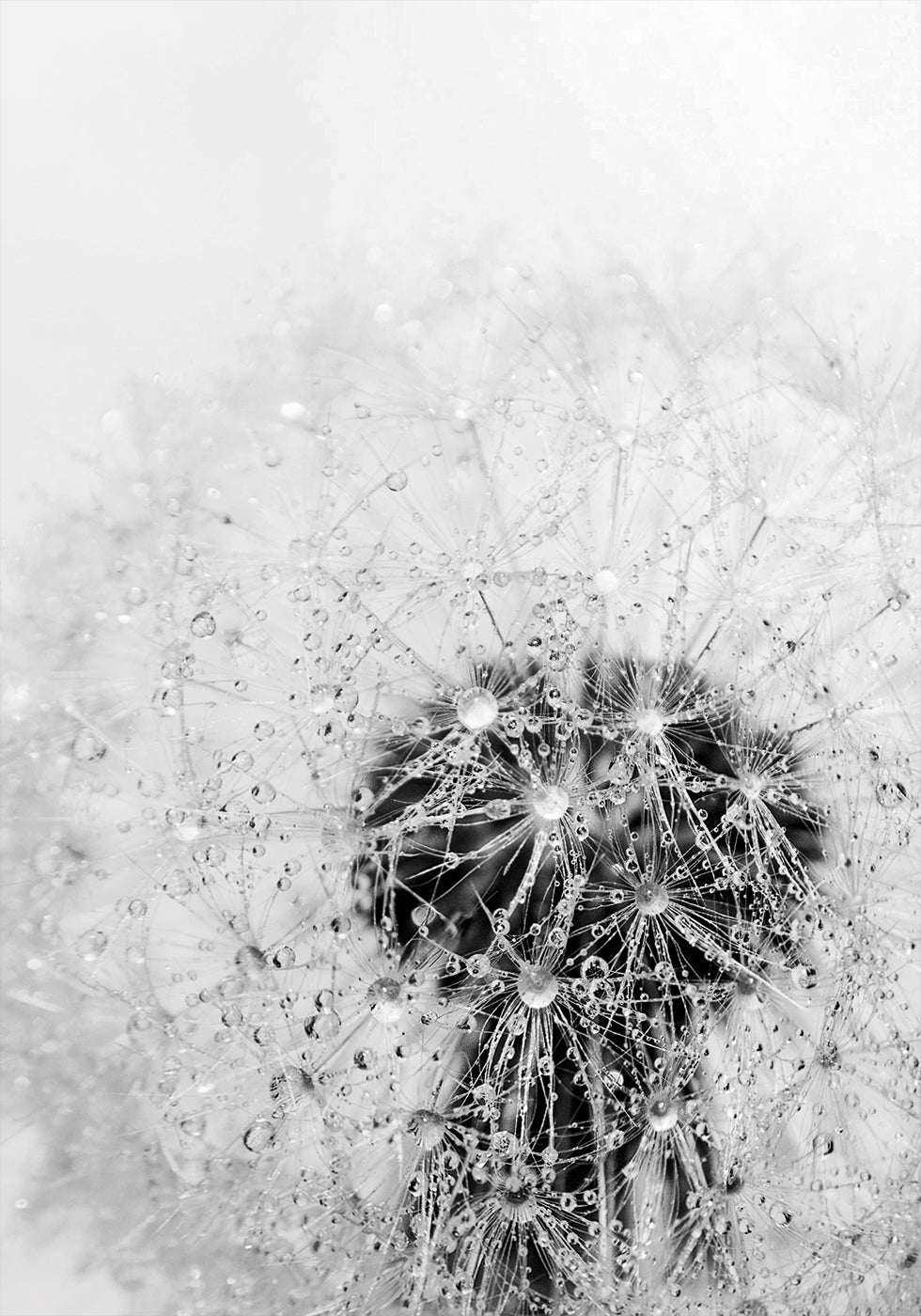 Löwenzahnblume mit Tau-Poster - Posterbox.dk
