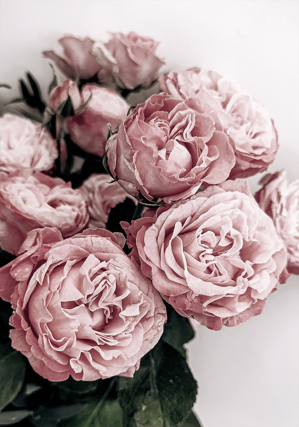 Elegantes Poster mit rosa Rosen - Posterbox.dk