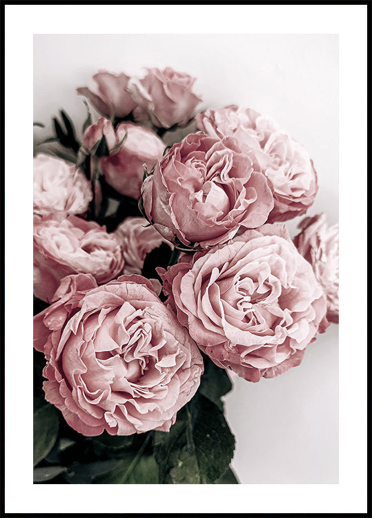 Elegantes Poster mit rosa Rosen - Posterbox.dk