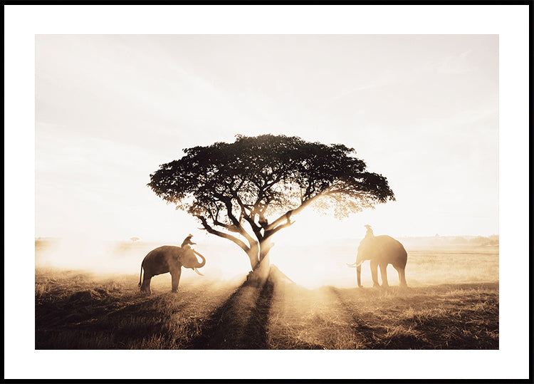 Elefanten und Baum bei Sonnenaufgang Poster - Posterbox.dk