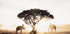 Elefanten und Baum bei Sonnenaufgang Poster - Posterbox.dk