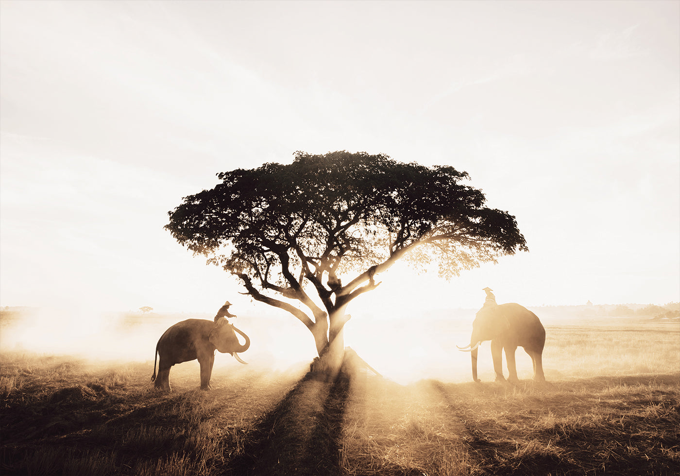 Elefanten und Baum bei Sonnenaufgang Poster - Posterbox.dk