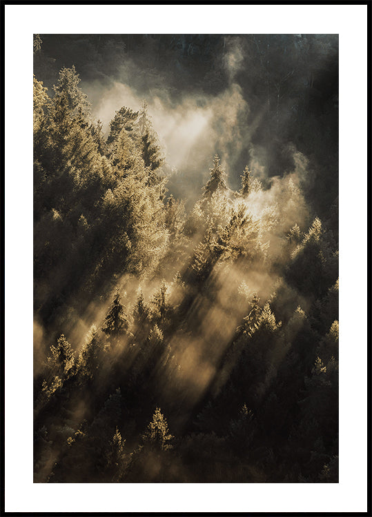 Wald bei Sonnenaufgang Poster - Posterbox.dk