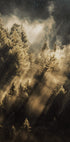 Wald bei Sonnenaufgang Poster - Posterbox.dk