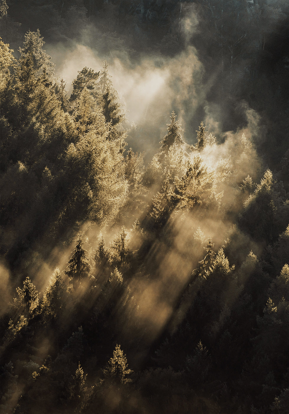Wald bei Sonnenaufgang Poster - Posterbox.dk