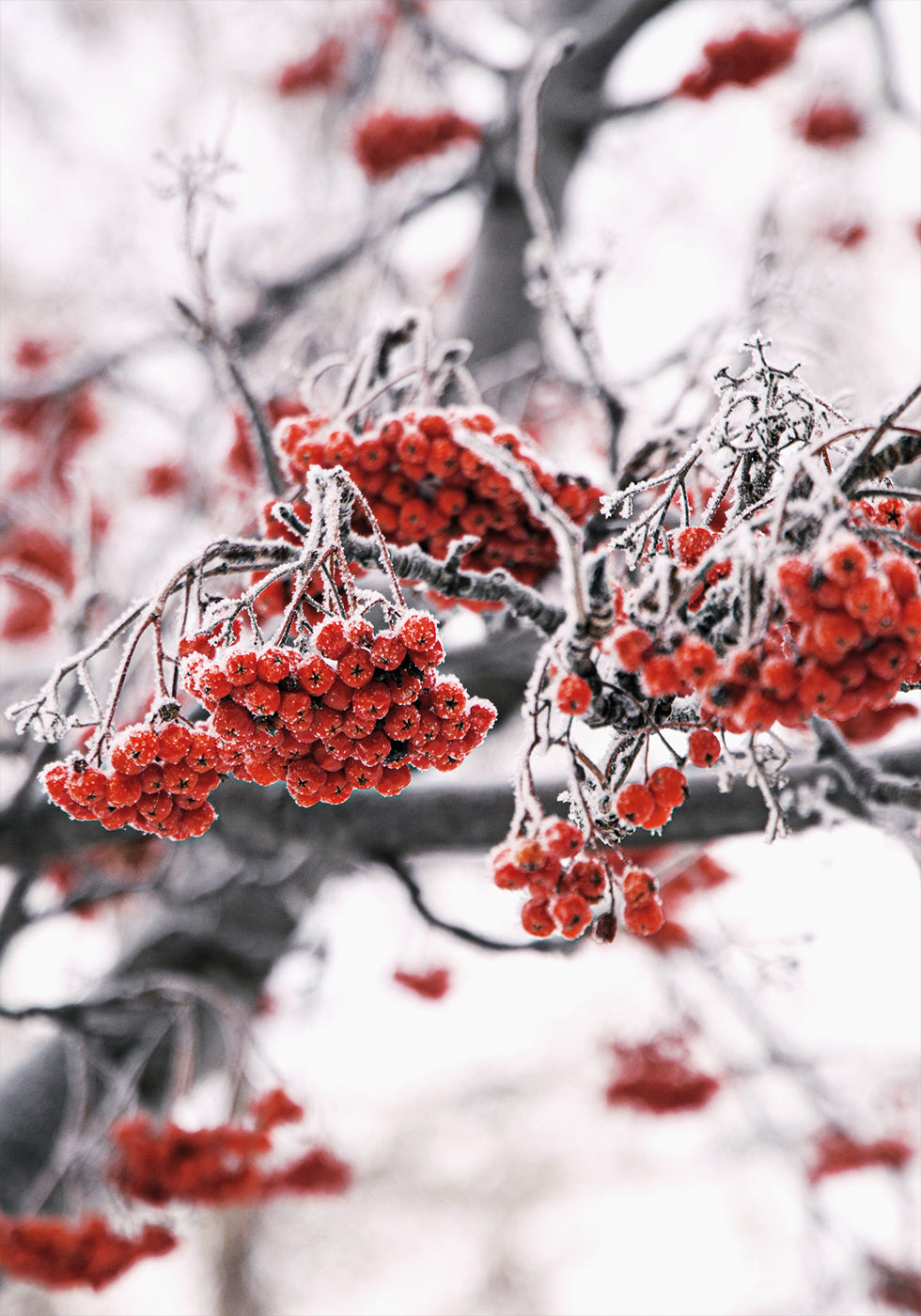 Poster mit gefrosteten roten Beeren auf Winterzweigen - Posterbox.dk
