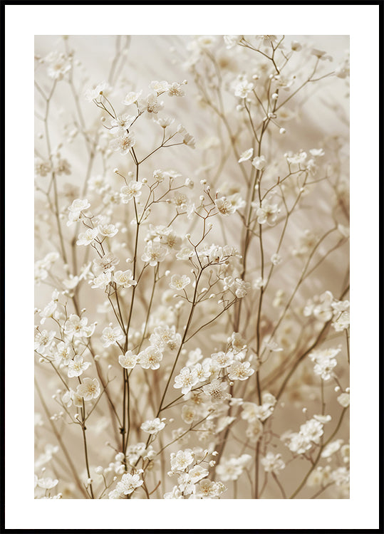 Gentle Bloom: Getrockneter weißer Schleierkraut-Poster - Posterbox.dk