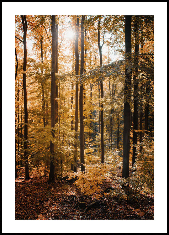 Poster „Goldener Herbstwald“ - Posterbox.dk