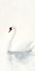 Anmutiges Schwan-Poster - Posterbox.dk