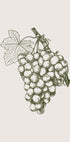 Trauben-Botanisches Poster - Posterbox.dk