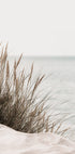 Gras am Meer Poster - Posterbox.dk