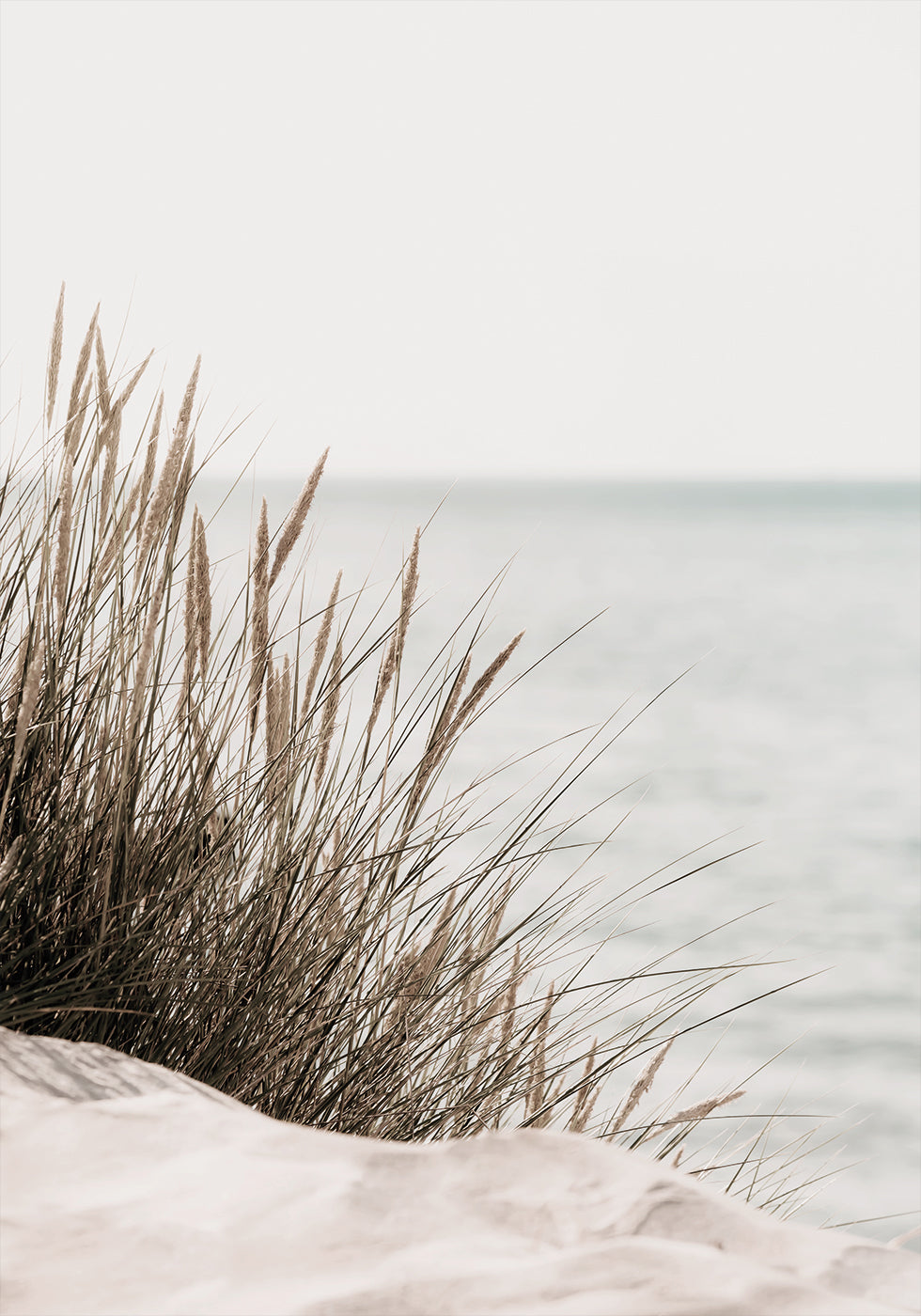 Gras am Meer Poster - Posterbox.dk