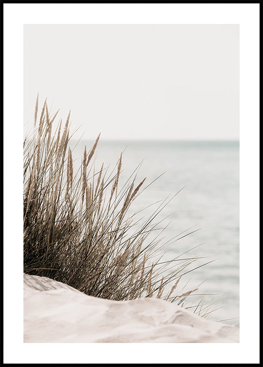 Gras am Meer Poster - Posterbox.dk