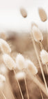 Lagurus-Poster - Posterbox.dk
