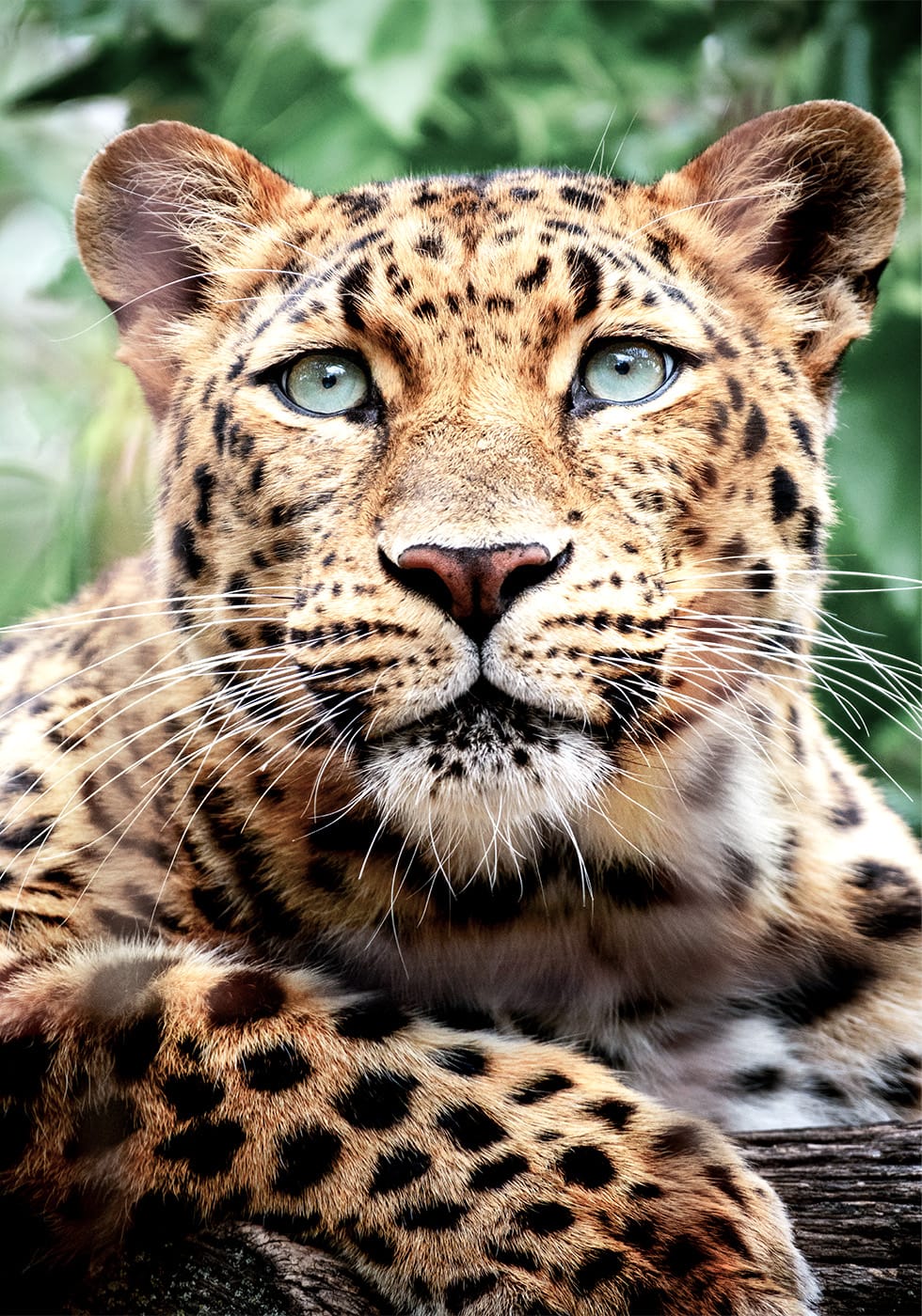 Leopard-Nahaufnahme-Poster - Posterbox.dk