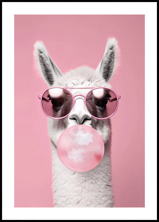 Lama mit Kaugummi-Poster - Posterbox.dk