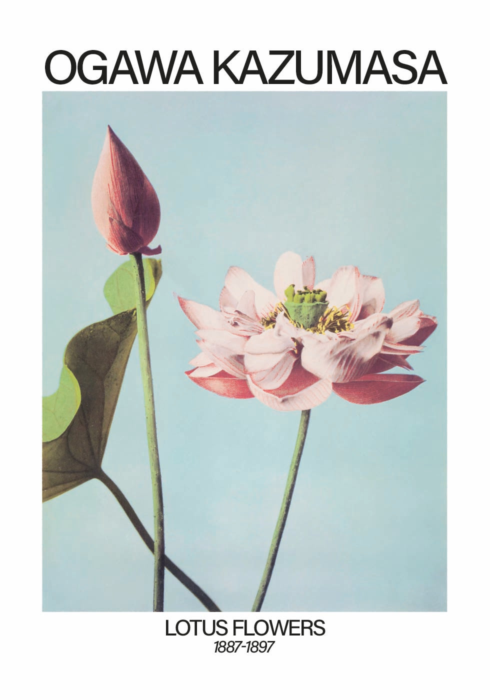 Lotusblumen-Druck, Ogawa Kazumasa Poster - Posterbox.dk