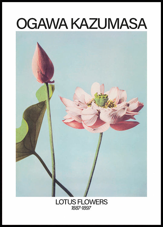 Lotusblumen-Druck, Ogawa Kazumasa Poster - Posterbox.dk
