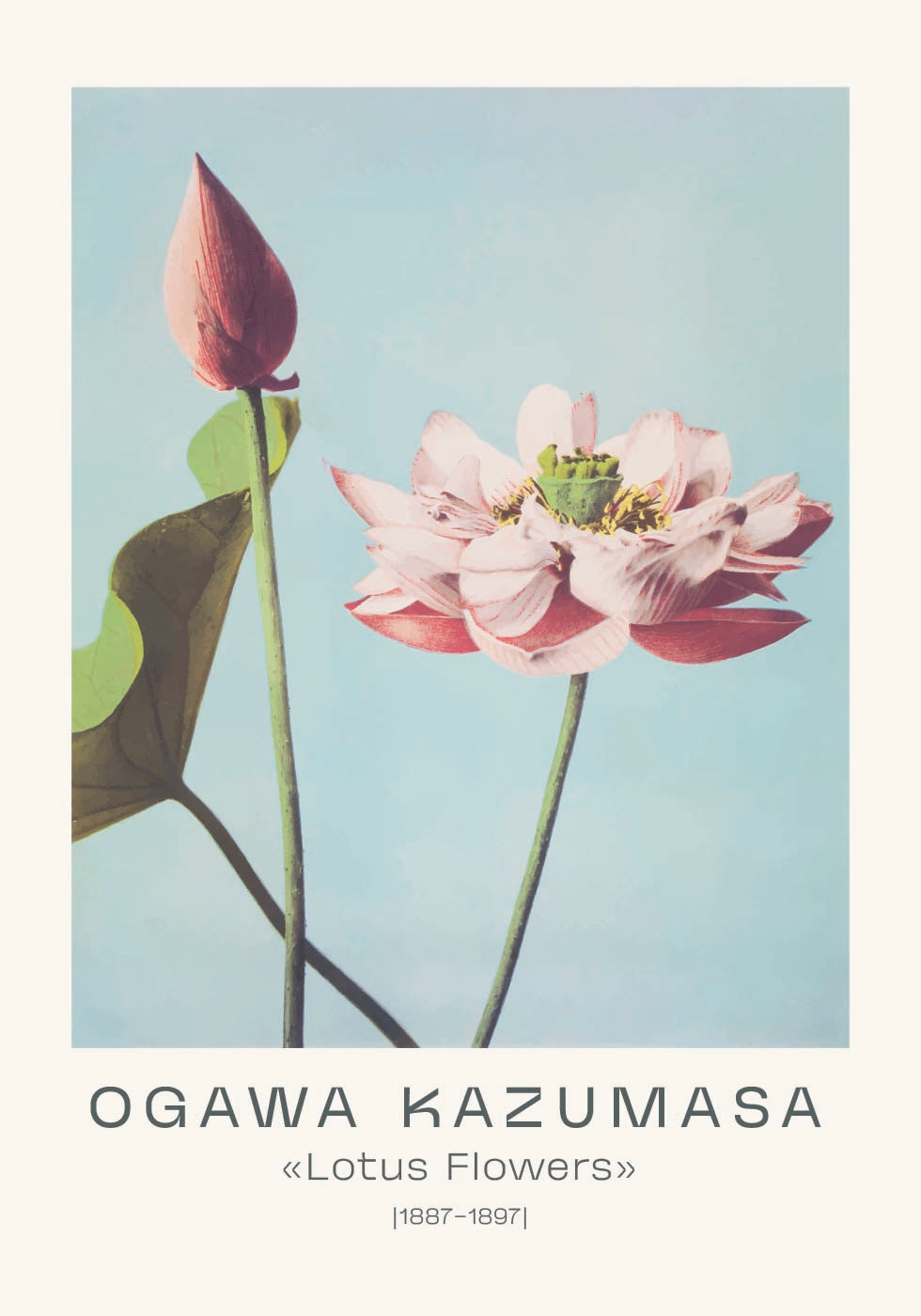 Lotusblumen Vintage Botanical, Ogawa Kazumasa 1887–1897 Poster - Posterbox.dk
