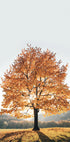 Poster „Majestätischer Herbstbaum“ - Posterbox.dk