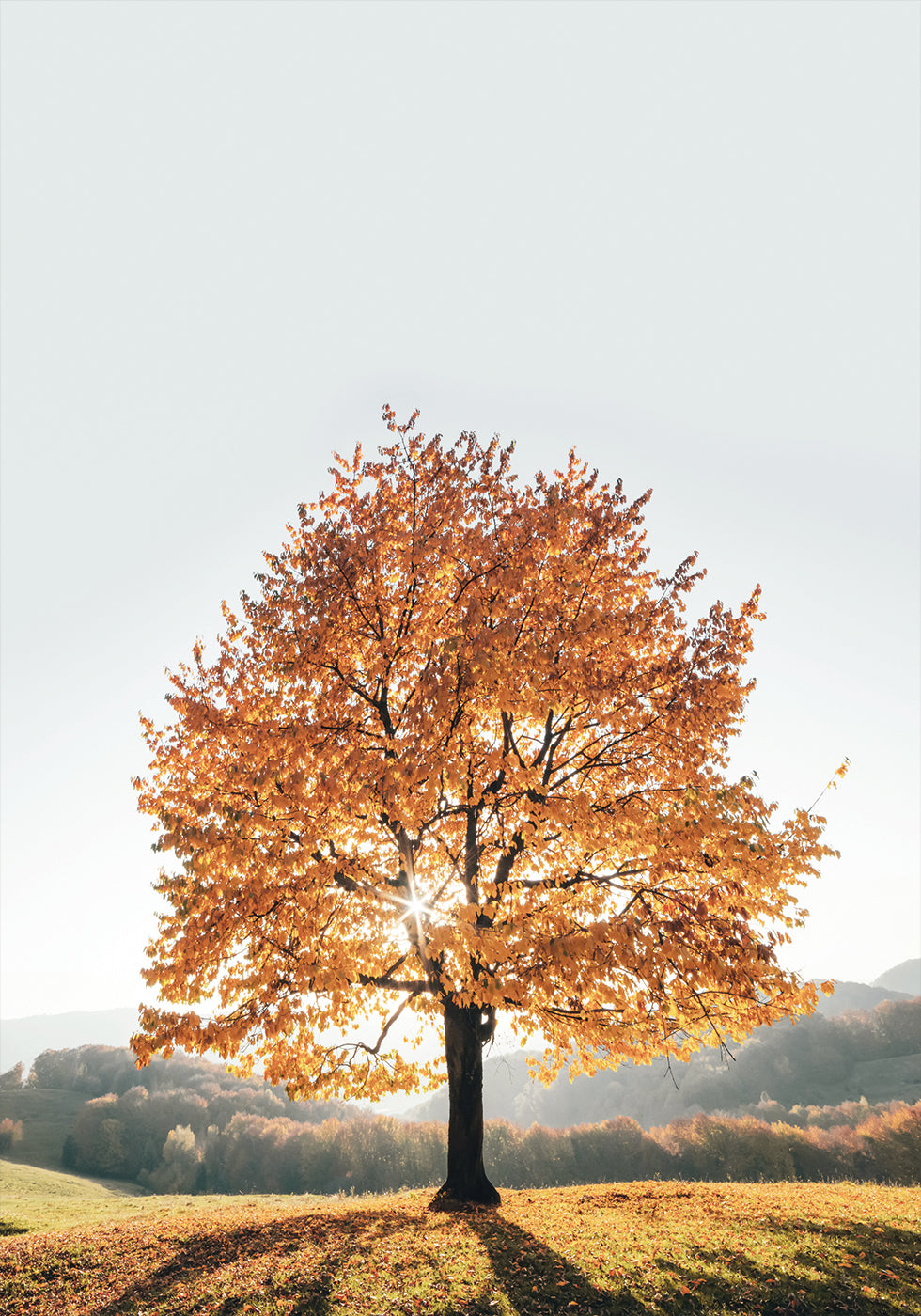 Poster „Majestätischer Herbstbaum“ - Posterbox.dk