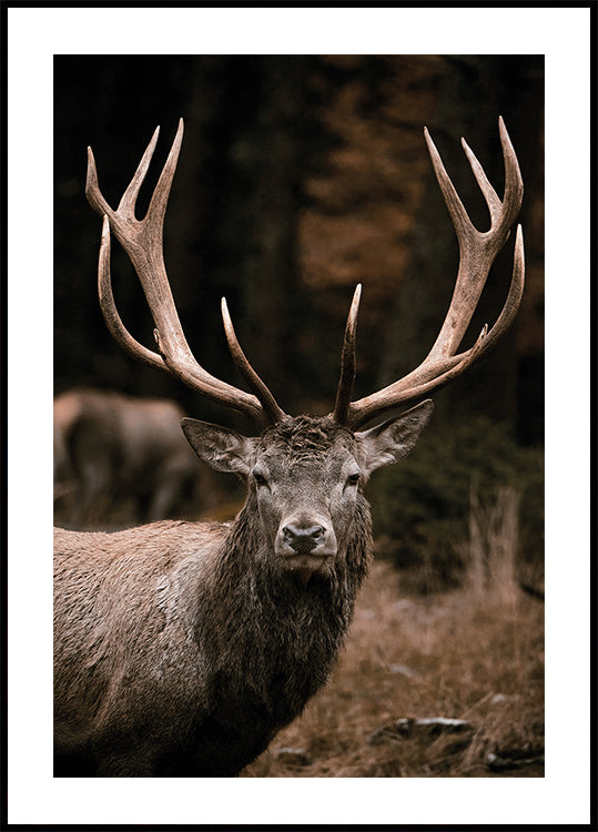 Majestätische Hirsche im Herbstwald Poster - Posterbox.dk