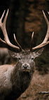 Majestätische Hirsche im Herbstwald Poster - Posterbox.dk