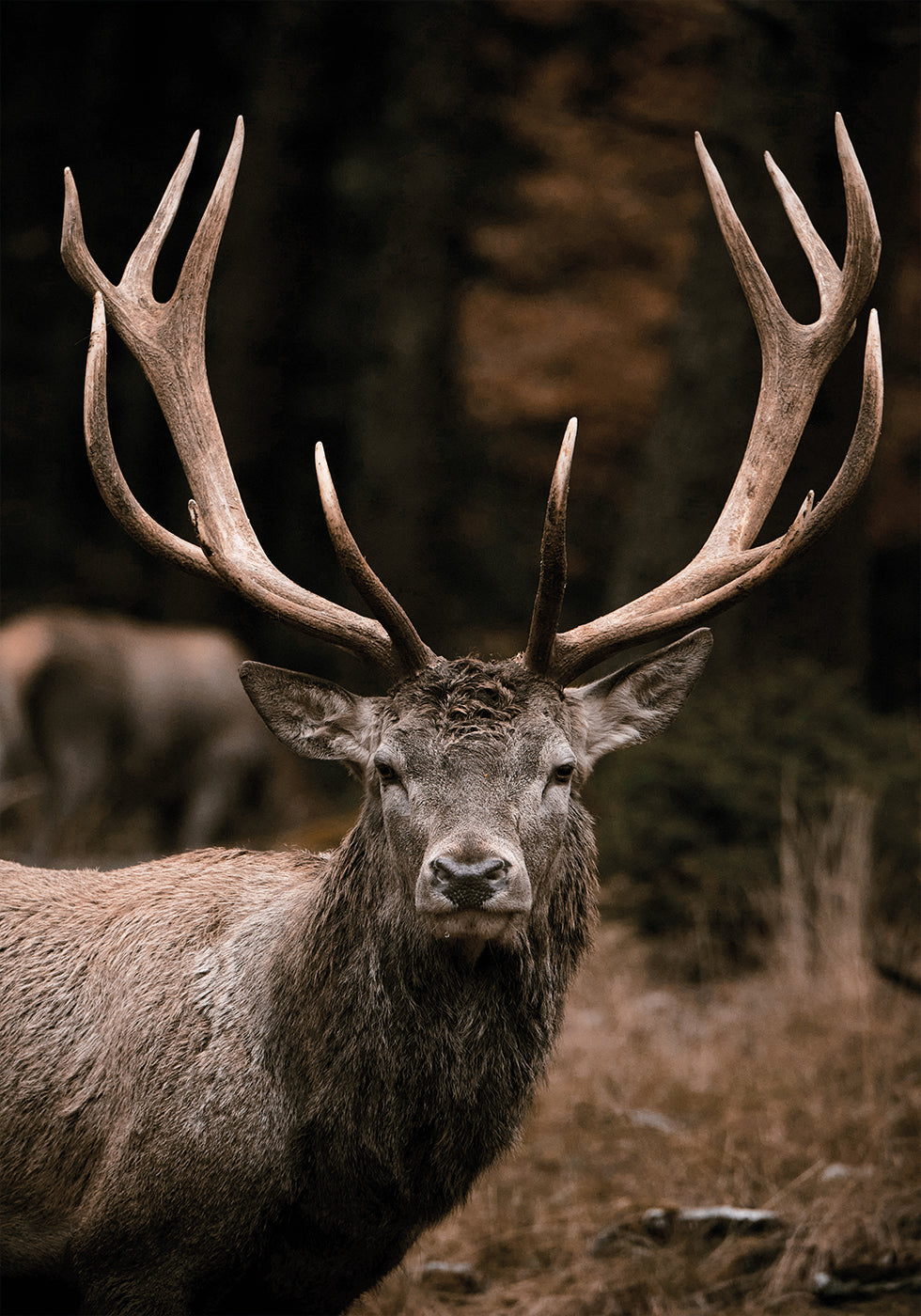 Majestätische Hirsche im Herbstwald Poster - Posterbox.dk