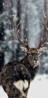 Majestätische Hirsche im Schnee Poster - Posterbox.dk