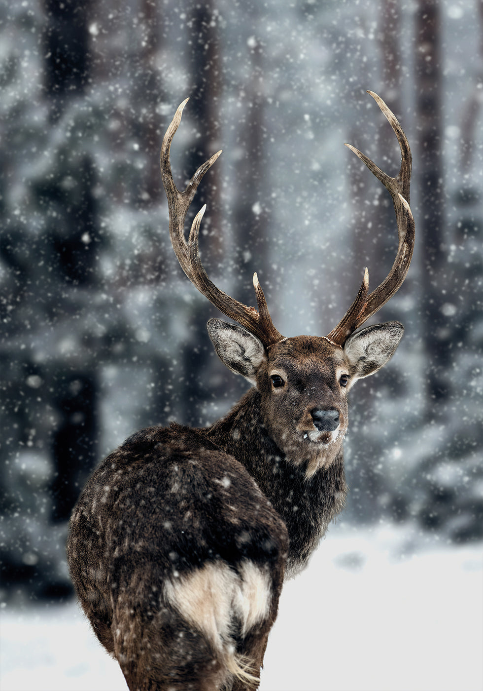 Majestätische Hirsche im Schnee Poster - Posterbox.dk