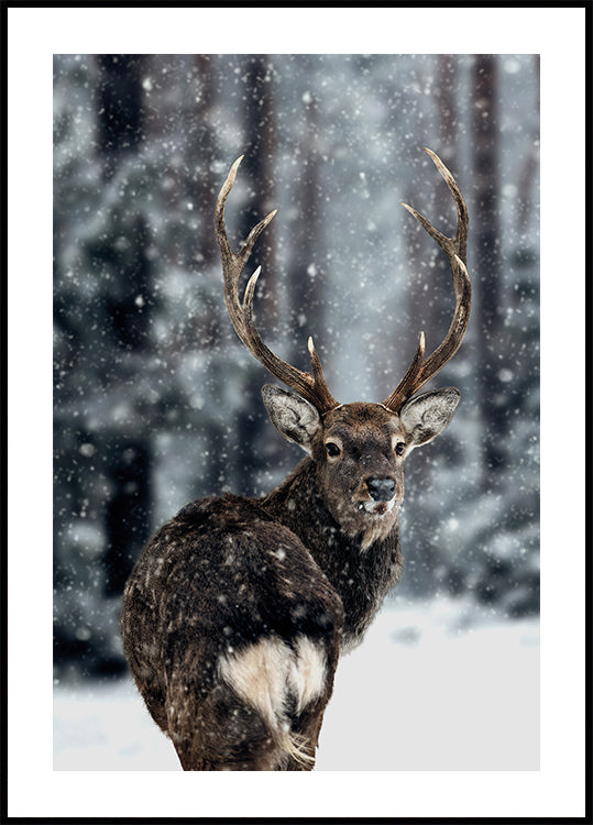 Majestätische Hirsche im Schnee Poster - Posterbox.dk