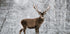 Majestätische Hirsche im verschneiten Wald Poster - Posterbox.dk