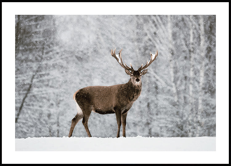 Majestätische Hirsche im verschneiten Wald Poster - Posterbox.dk