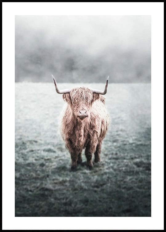 Majestätische Hochlandkuh im nebligen Feld Poster - Posterbox.dk