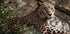 Majestätischer Leopard in freier Wildbahn Poster - Posterbox.dk