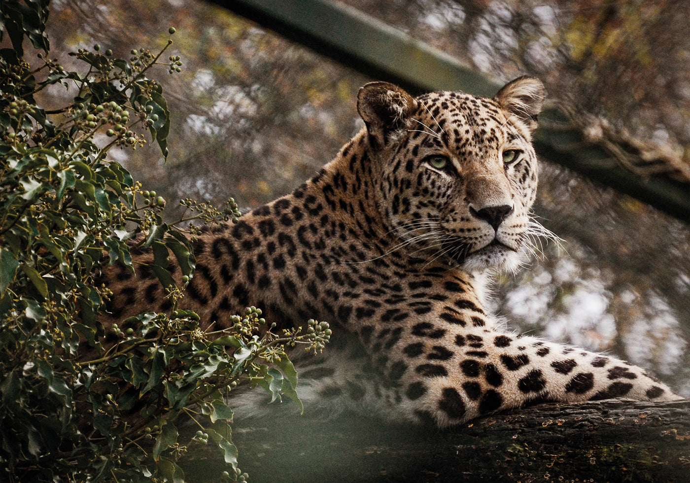 Majestätischer Leopard in freier Wildbahn Poster - Posterbox.dk