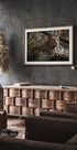 Majestätischer Leopard in freier Wildbahn Poster - Posterbox.dk