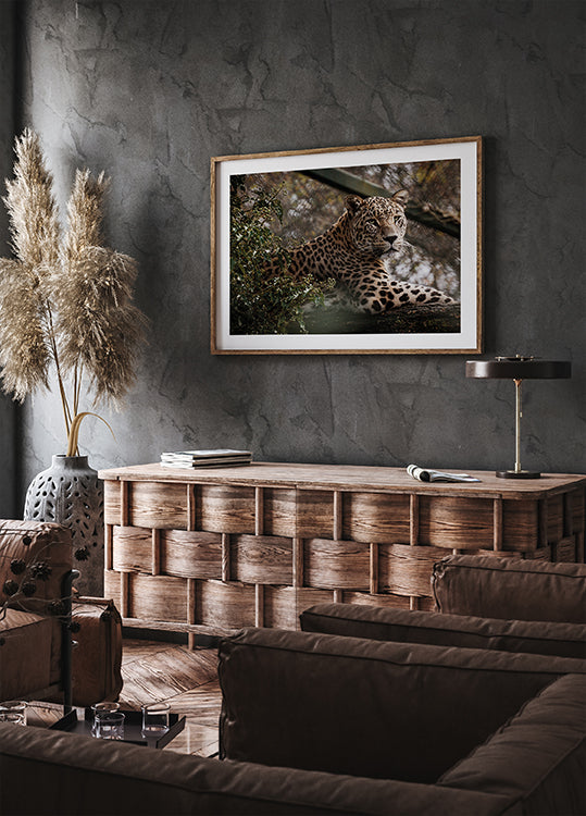 Majestätischer Leopard in freier Wildbahn Poster - Posterbox.dk