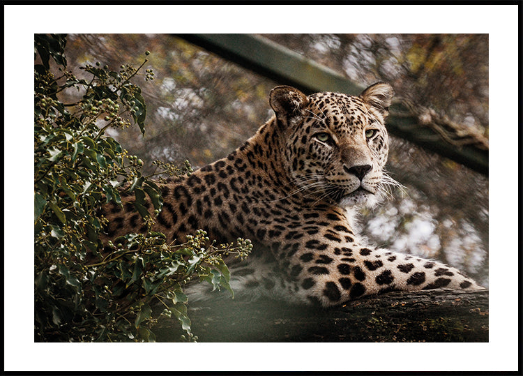 Majestätischer Leopard in freier Wildbahn Poster - Posterbox.dk