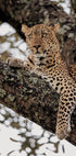 Majestätischer Leopard auf einem Ast Poster - Posterbox.dk