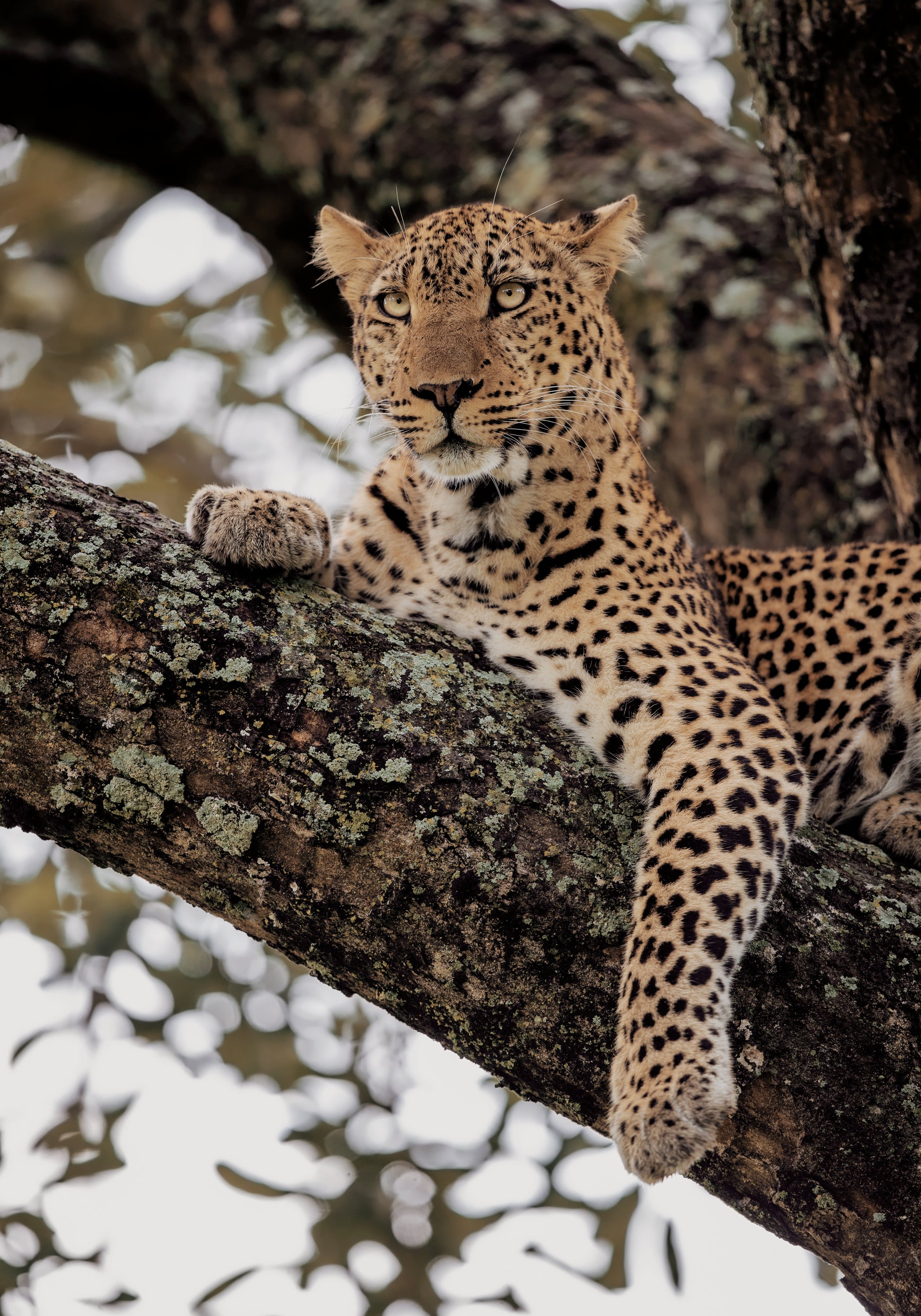 Majestätischer Leopard auf einem Ast Poster - Posterbox.dk