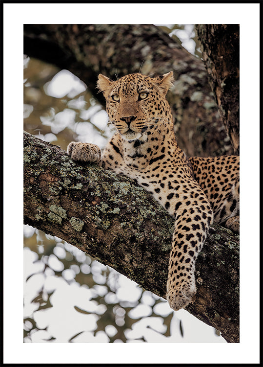 Majestätischer Leopard auf einem Ast Poster - Posterbox.dk