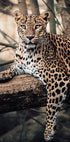 Poster „Majestätischer Leopard ruht auf einem Baum“ - Posterbox.dk