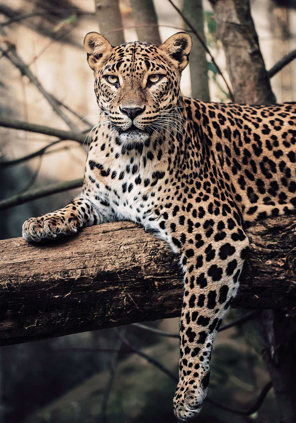 Poster „Majestätischer Leopard ruht auf einem Baum“ - Posterbox.dk