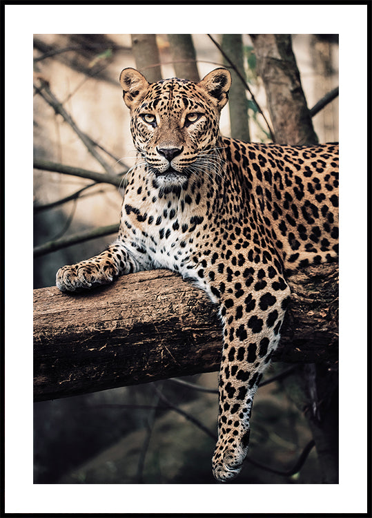 Poster „Majestätischer Leopard ruht auf einem Baum“ - Posterbox.dk
